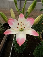 [5040 SugarLove No02.JPG]